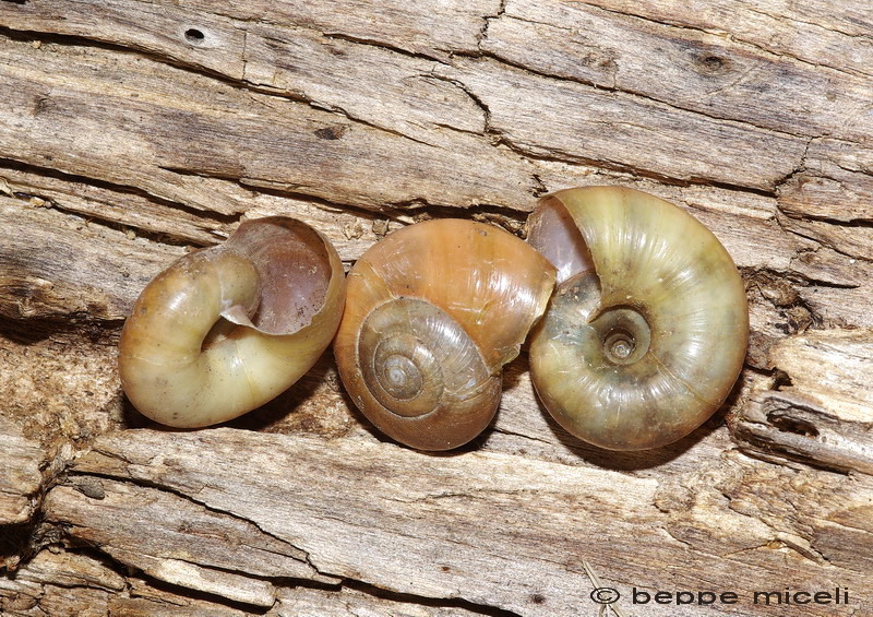 Ancora un Gastropode- Retinella olivetorum